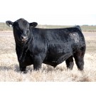 Duff Premium 942 - Semen