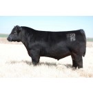Duff Outer Limits 750 - Semen