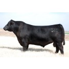 DCC Baseline 511 - Semen