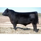 Duff First Impression 880 - Semen