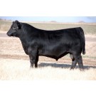 Duff Basic Impact 6503 - Semen