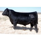 Duff Amigo 815 - Semen